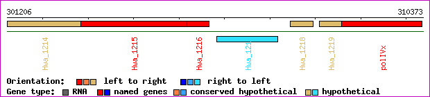 gene map
