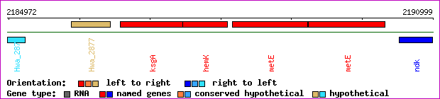 gene map
