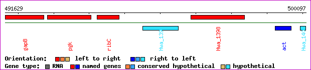 gene map