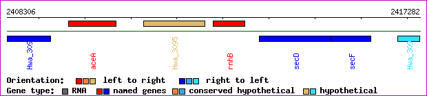 gene map