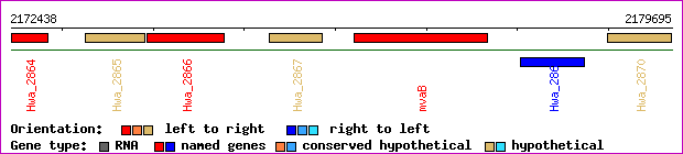 gene map