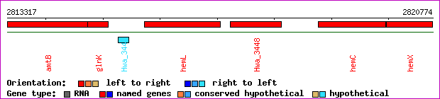 gene map