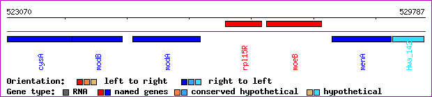 gene map
