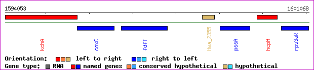 gene map