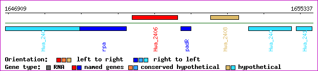 gene map