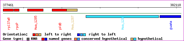 gene map