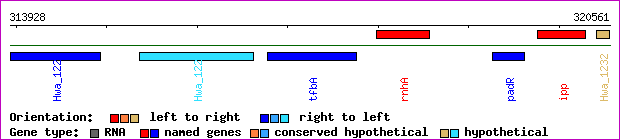gene map