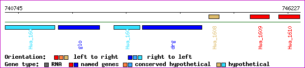 gene map