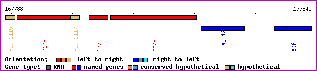 gene map