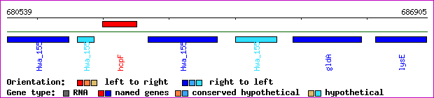 gene map