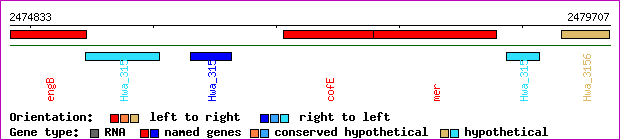 gene map