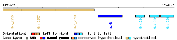 gene map