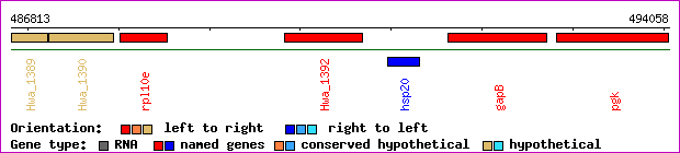 gene map