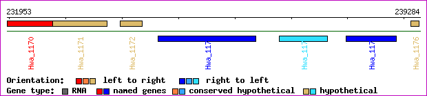 gene map