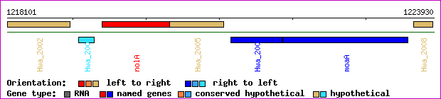 gene map