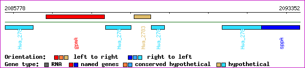 gene map