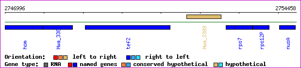 gene map