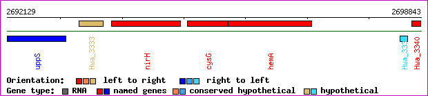 gene map