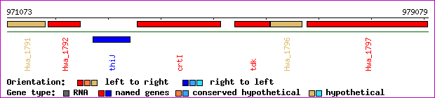 gene map