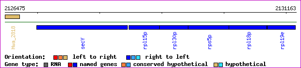 gene map