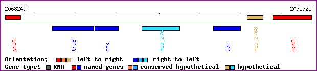 gene map