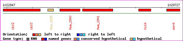gene map