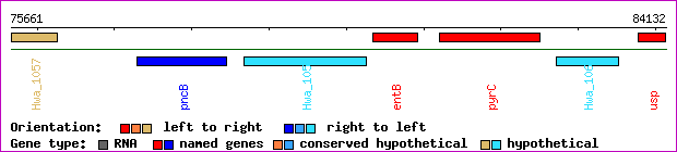 gene map
