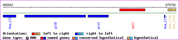 gene map