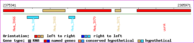 gene map