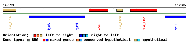 gene map