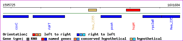 gene map