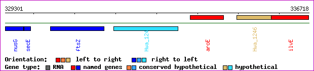 gene map