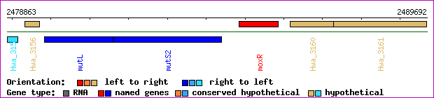 gene map