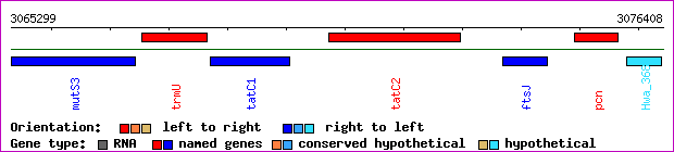 gene map