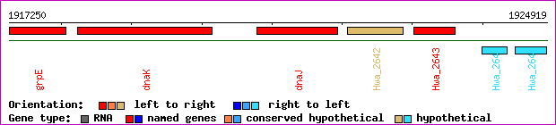 gene map