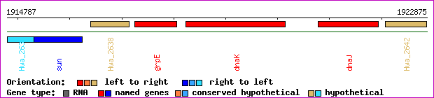 gene map