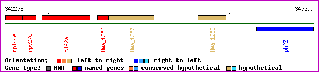 gene map