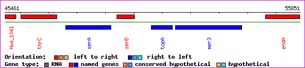 gene map