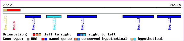gene map