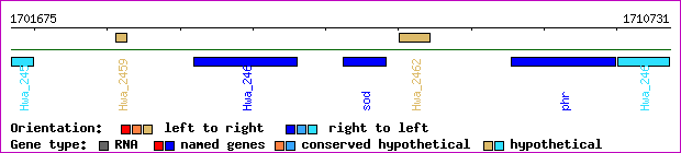 gene map