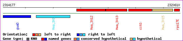 gene map
