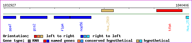 gene map