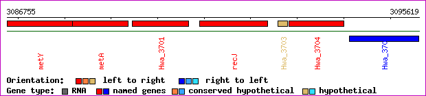 gene map