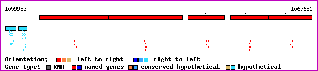 gene map