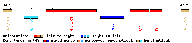 gene map