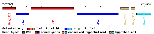 gene map