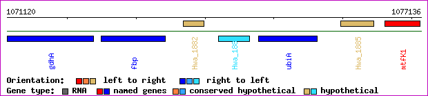 gene map