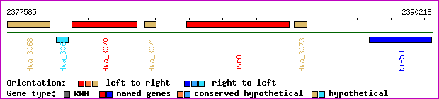 gene map