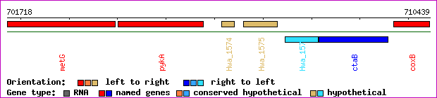 gene map