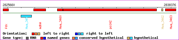 gene map